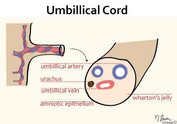 Umbilical Artery Pig Function