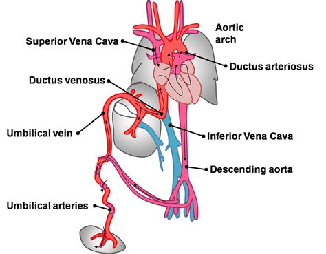 Umbilical Vein Pig Function