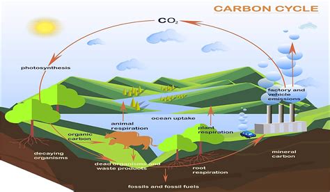 Unbalancing The Carbon Cycle Science News Learning Carbon Cycle Worksheet Answer Key - Carbon Cycle Worksheet Answer Key