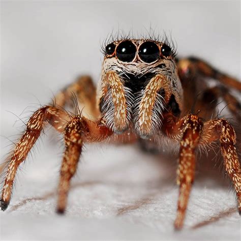 Uncover the Fascinating World of South Australian Spiders: A Guide to the Creepy Crawlers in Your Backyard