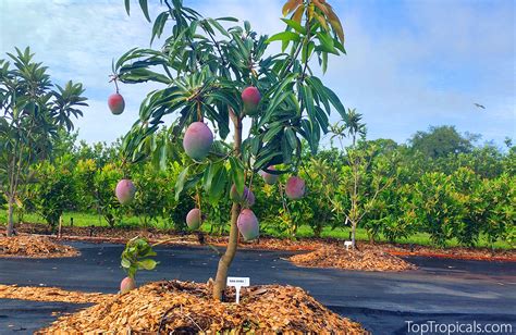 Under The Mango Tree