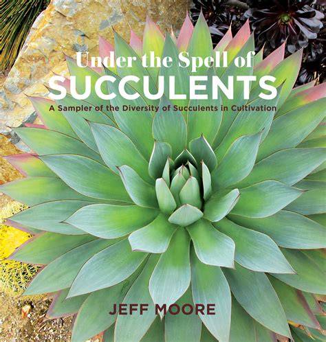 under the spell of succulents a sampler of the div