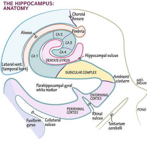 Underdeveloped Hippocampus
