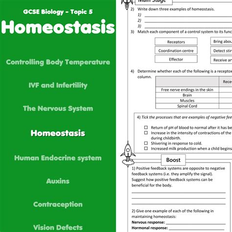 Understand Homeostasis Worksheet Answers Key Positive And Positive And Negative Feedback Worksheet - Positive And Negative Feedback Worksheet