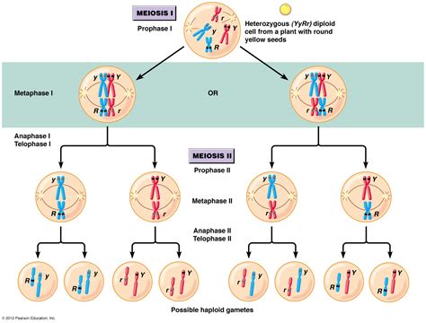Understand Sexual Reproduction And Genetic Variation Khan Academy Offspring In Science - Offspring In Science