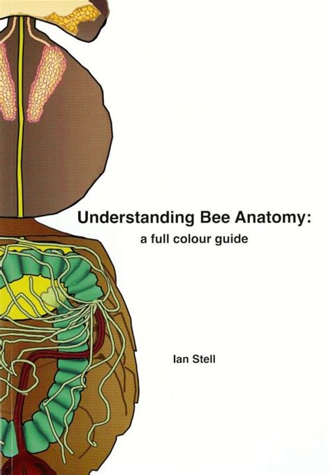 understanding bee anatomy a full colour guide