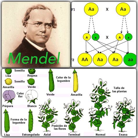 Understanding Gregor Mendel 039 S Work With A Mendel Worksheet Answers - Mendel Worksheet Answers