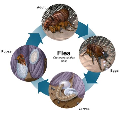 Understanding The Flea Life Cycle Petmd Life Cycle Of Dog - Life Cycle Of Dog