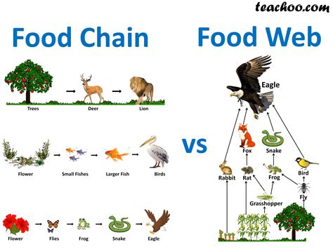Understanding The Food Chain A Second Grade Science Food Chain Activities And Lesson Plans - Food Chain Activities And Lesson Plans