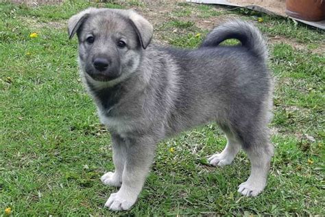 understimulerad valp