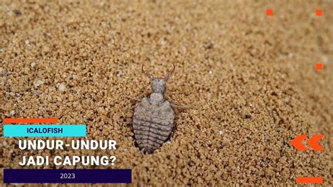 UNDUR UNDUR JADI CAPUNG - Bagaimana siklus hidup undur-undur?