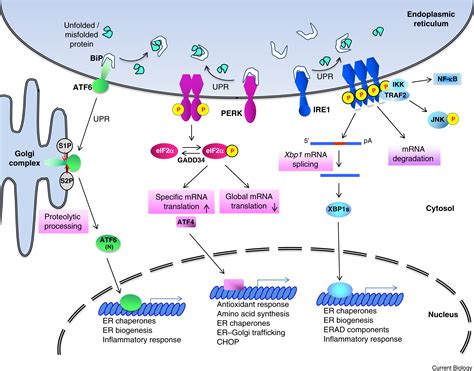 Unfolded Protein Response