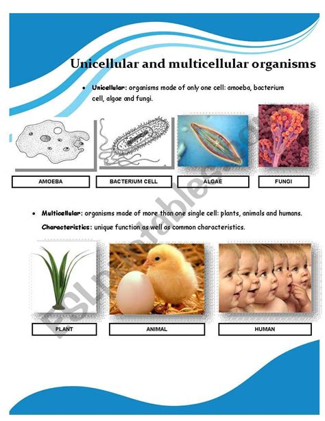 Unicellular And Multicellular Organisms Worksheets Kiddy Math Unicellular Vs Multicellular Organisms Worksheet - Unicellular Vs Multicellular Organisms Worksheet