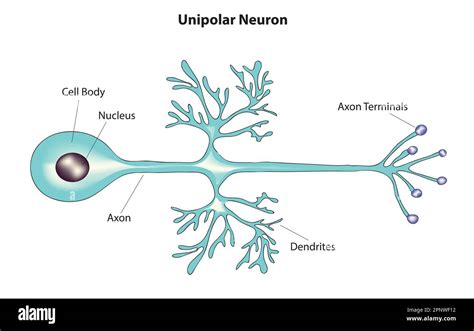 unipolar neuron definition