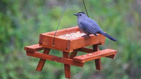 Unique Bird Feeders