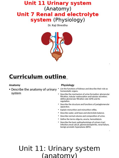 Unit 11 Urinary System Answers