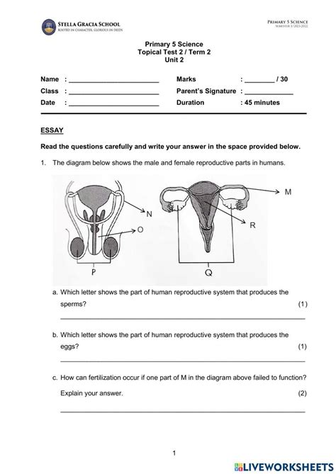 Unit 12 Reproductive System Activity Answers