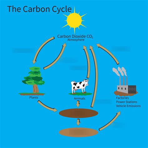 Unit 2 The Carbon Cycle Carbon Climate And Carbon Cycle Worksheet Answer Key - Carbon Cycle Worksheet Answer Key
