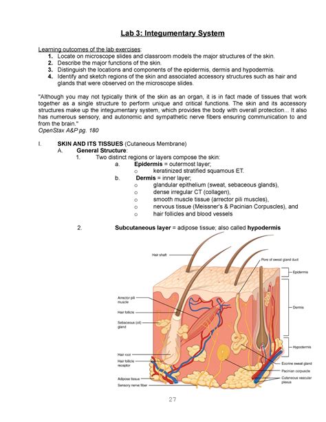 Unit 3 Study Guide Integumentary System Answers