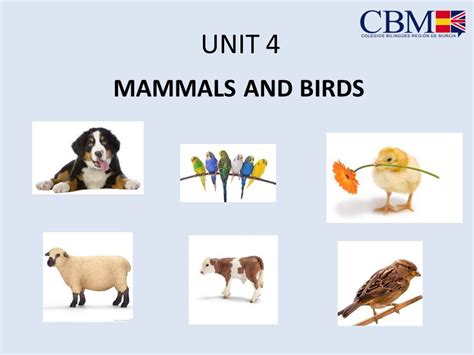 unit 4 mammals and birds bilingual byme