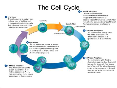 Unit 6 The Cell Cycle Science With Ms Cell Cycle Activity Worksheet - Cell Cycle Activity Worksheet