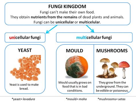 Unit I Unit 1 Fungi Introduction