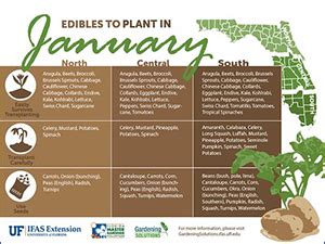 University Of Florida Edible Plants