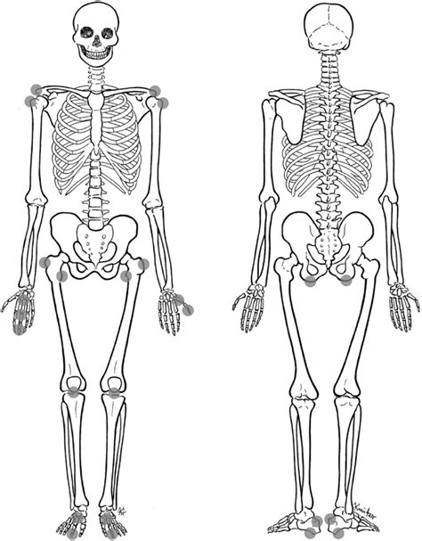 Unlabeled Anatomy System Human Body Anatomy Diagram And Human Body Organs Unlabelled - Human Body Organs Unlabelled