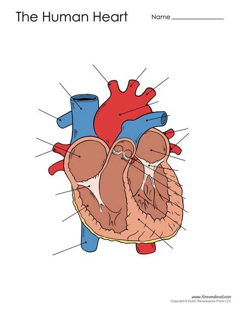 unlabeled heart diagram