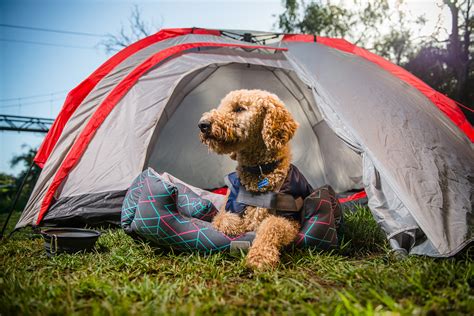 “Unleash the Adventure: Barrington Tops Camping Dog Friendly Guide”