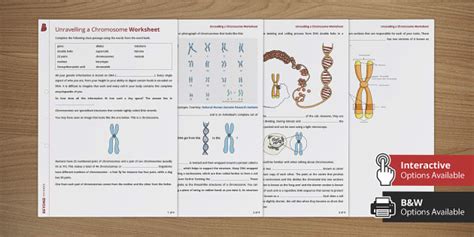 Unravelling A Chromosome Cloze Activity Teacher Made Twinkl Chromosome Matching Worksheet - Chromosome Matching Worksheet