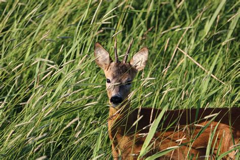 unser wild