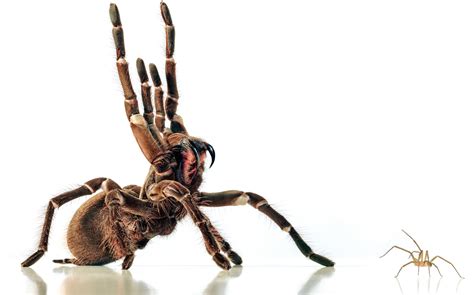 Untangling Spider Biology Science Spider Science - Spider Science