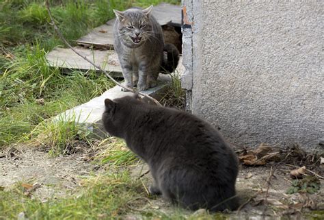 Unter Katzen