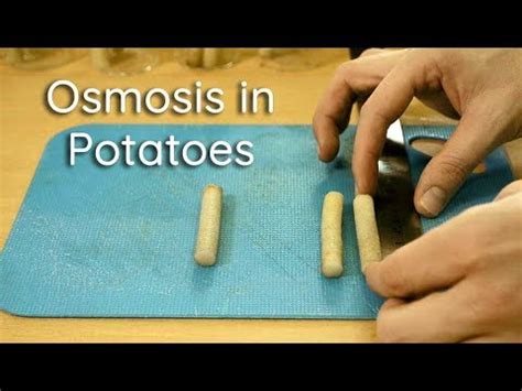 Unveiling The Osmolarity Of A Potato A Fascinating Science Potato - Science Potato