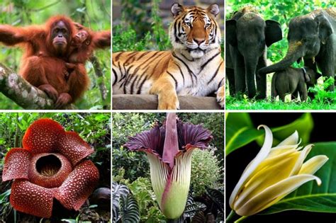 upaya pelestarian flora dan fauna di dunia