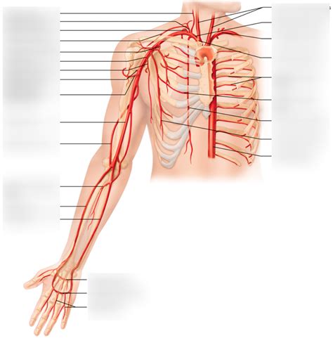 Upper Extremity Arteries