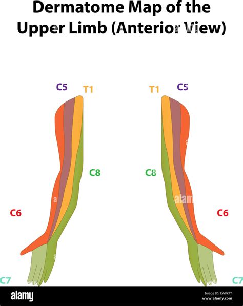 Upper Extremity Dermatomes