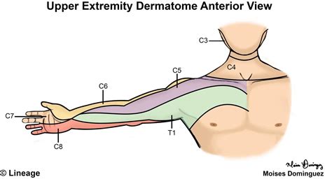 Upper Limb Dermatomes
