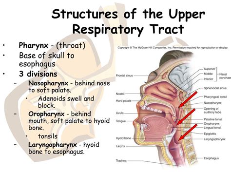 Upper Respiratory Tract Function