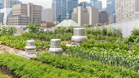 Urban Organic Garden
