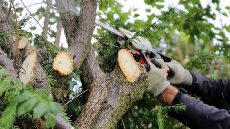 urban tree surgery