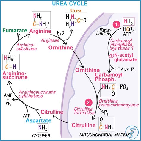 Urea Cycle Biochemistry