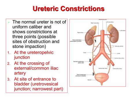 Ureter Anatomy Step1