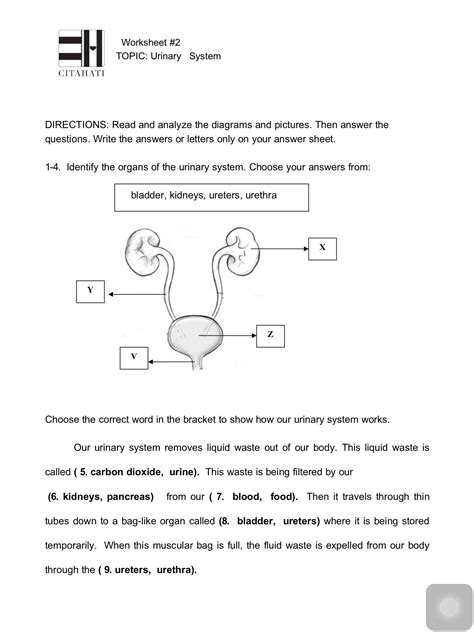 Urinary System Activity Live Worksheets Urine Worksheet 1st Grade - Urine Worksheet 1st Grade