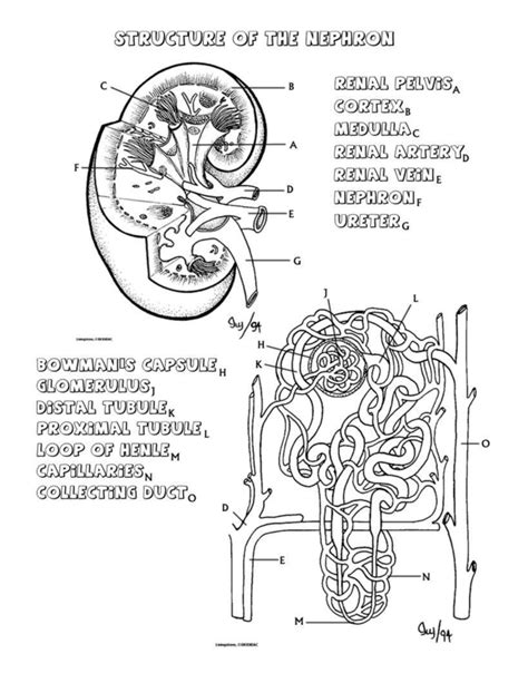 Urinary System Anatomy Activity And Coloring Packet By Urinary System Worksheet - Urinary System Worksheet