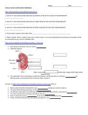 Urinary System And Excretion Webquest Answers