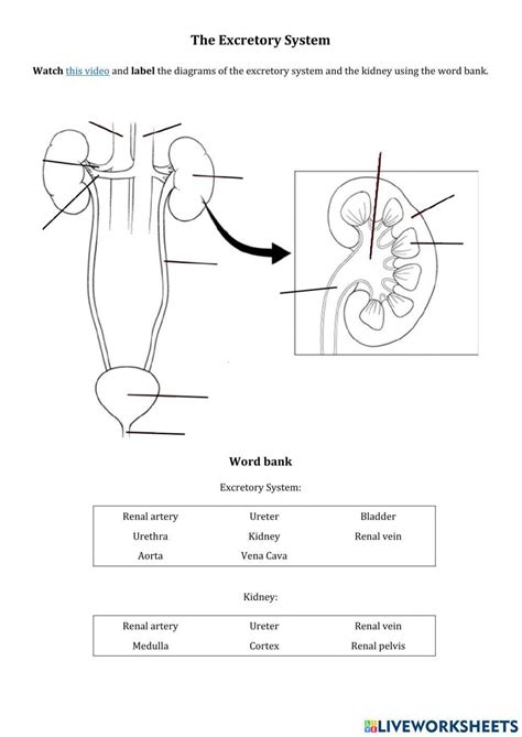 Urinary System And Kidney Worksheet Live Worksheets Urine Worksheet 1st Grade - Urine Worksheet 1st Grade