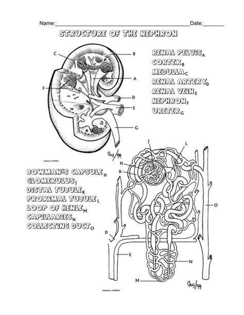 Urinary System Lesson Plans Labs Worksheets Experiments Urinary System Worksheet - Urinary System Worksheet
