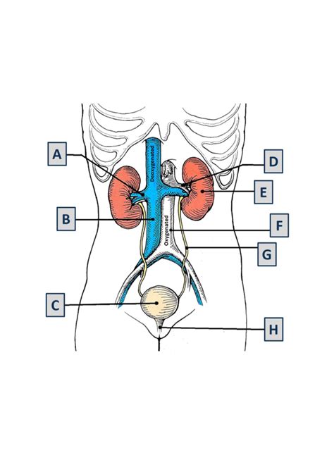 urinary system overview Diagram Quizlet